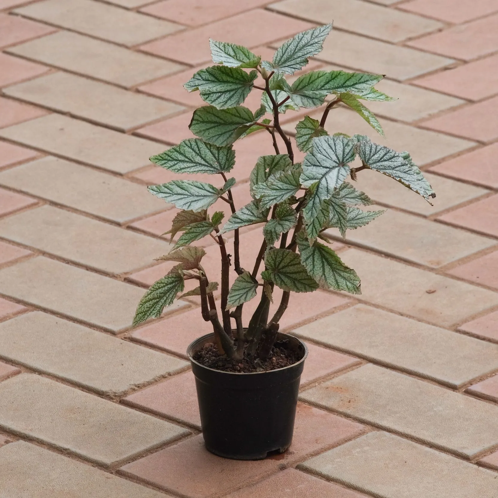Begonia Printed Green (any design) in 4 Inch Nursery Pot