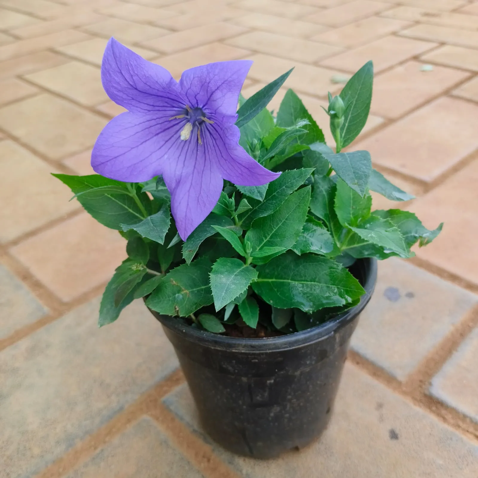 Platycodon Grandiflorus / Balloon Blue Flower in 4 Inch Nursery Pot