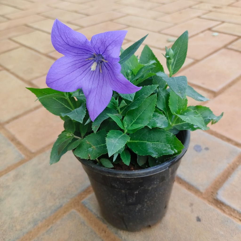 Platycodon Grandiflorus / Balloon Blue Flower in 4 Inch Nursery Pot Platycodon Grandiflorus / Balloon Blue Flower in 4 Inch Nursery Pot