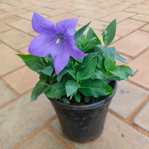 Platycodon Grandiflorus / Balloon Blue Flower in 4 Inch Nursery Pot
