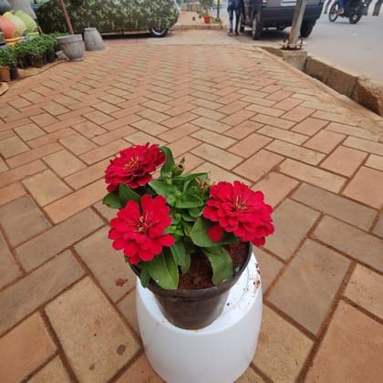 Zinnia (any colour ) in 5 Inch Nursery Pot
