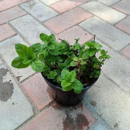 Mint in 5 Inch Nursery Pot