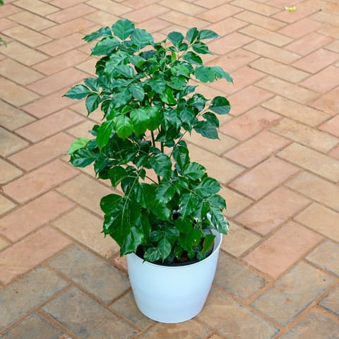 China Doll / Radermachera (~ 1.5 Ft) in 7 Inch Live Fresh Plant Classy White Premium Plastic Pot in Vasant Vihar