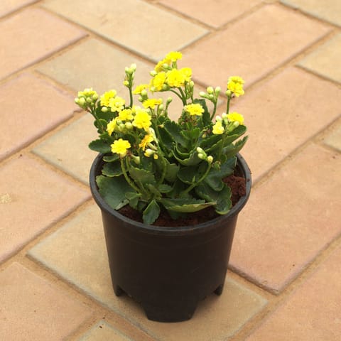 Kalanchoe Yellow Succulent in 4 Inch Nursery Pot