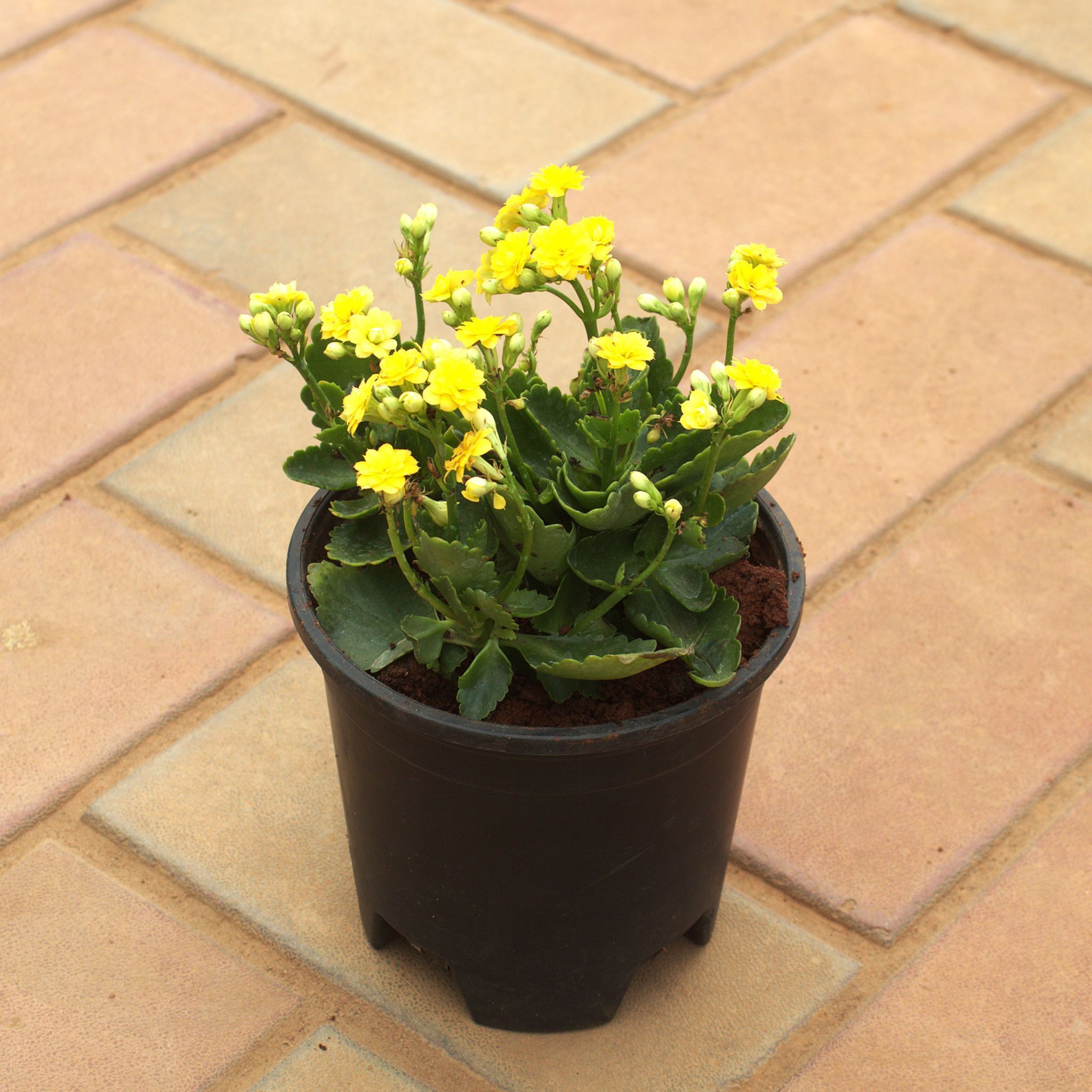 Kalanchoe Yellow Succulent in 4 Inch Nursery Pot