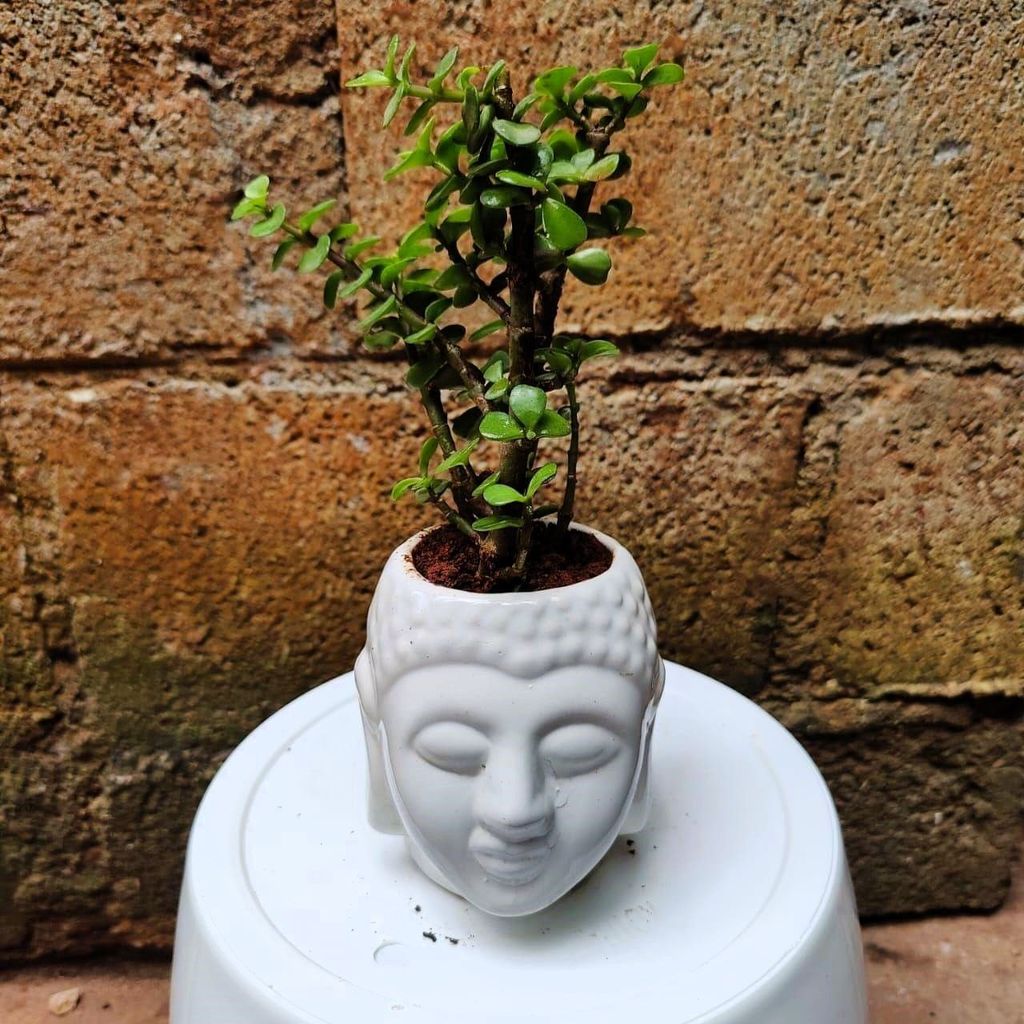 Lucky Jade in 3 Inch Buddha Ceramic Planter (any colour) Lucky Jade in 3 Inch Buddha Ceramic Planter (any colour)