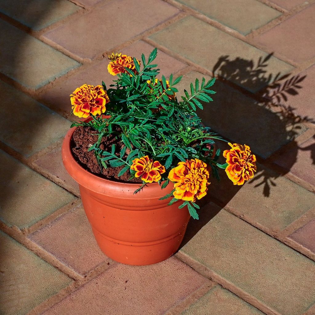 Marigold / Genda Jafri Orange in 7 Inch Classy Red Plastic Pot Marigold / Genda Jafri Orange in 7 Inch Classy Red Plastic Pot