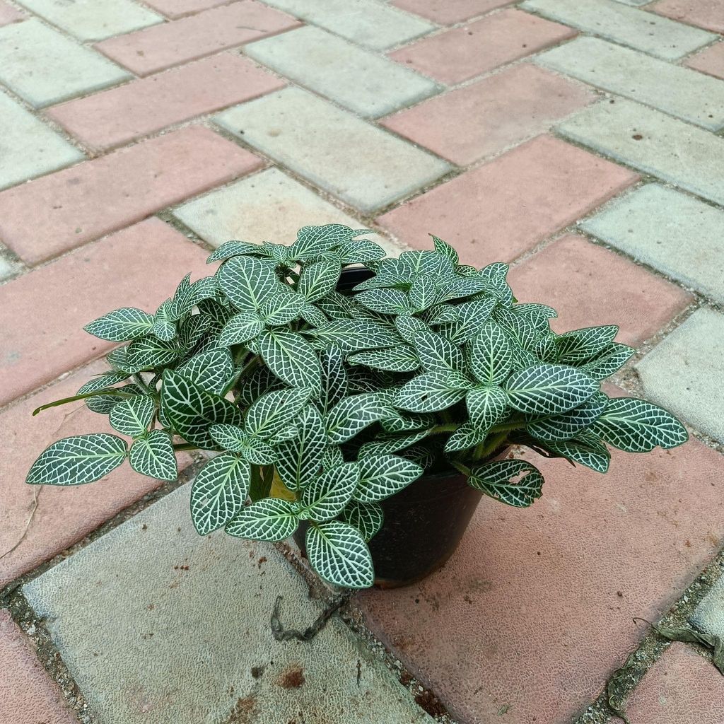 Fittonia in 5 Inch Nursery Pot Fittonia in 5 Inch Nursery Pot