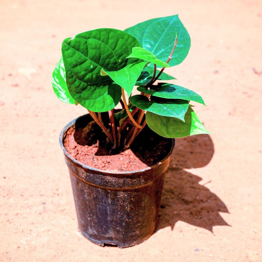 Paan / Betal leaf in 4 Inch Nursery Pot Paan / Betal leaf in 4 Inch Nursery Pot
