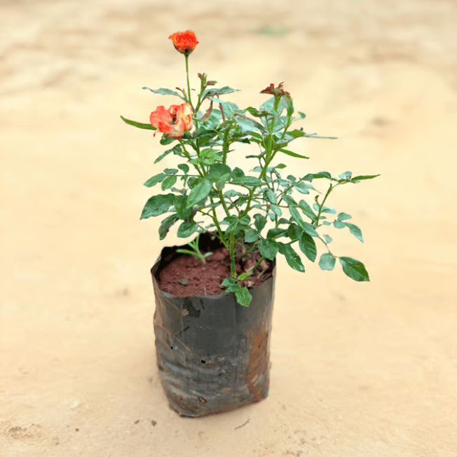 Desi Dual Colour Rose (any colour) in 5 Inch Nursery Bag Desi Dual Colour Rose (any colour) in 5 Inch Nursery Bag
