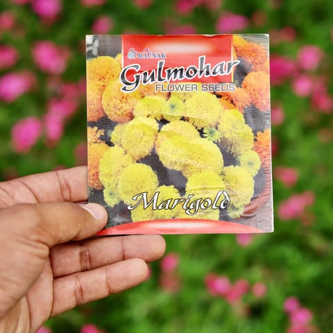 Marigold / Genda Mixed Seeds - Excellent Germination