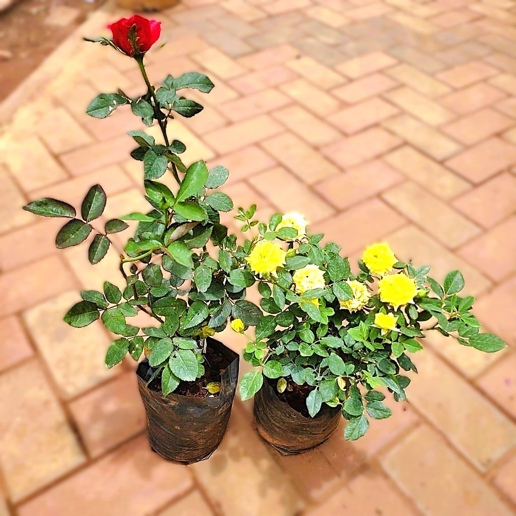 Set Of 2 - Rose (Red & Yellow) in 5 Inch Nursery Bag Set Of 2 - Rose (Red & Yellow) in 5 Inch Nursery Bag