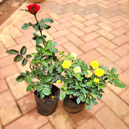 Set Of 2 - Rose (Red & Yellow) in 5 Inch Nursery Bag