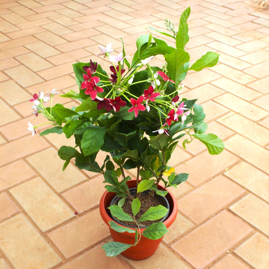 Madhu Malti / Rangoon Creeper� in 7 Inch Terracotta Red Classy Plastic Pot Madhu Malti / Rangoon Creeper� in 7 Inch Terracotta Red Classy Plastic Pot