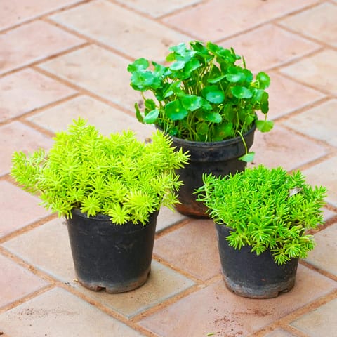 Set of 3 - Sedum (Yellow & Green) & Brahmi Dollar / Pennywort / Coin Plant in 4 Inch Nursery Pot