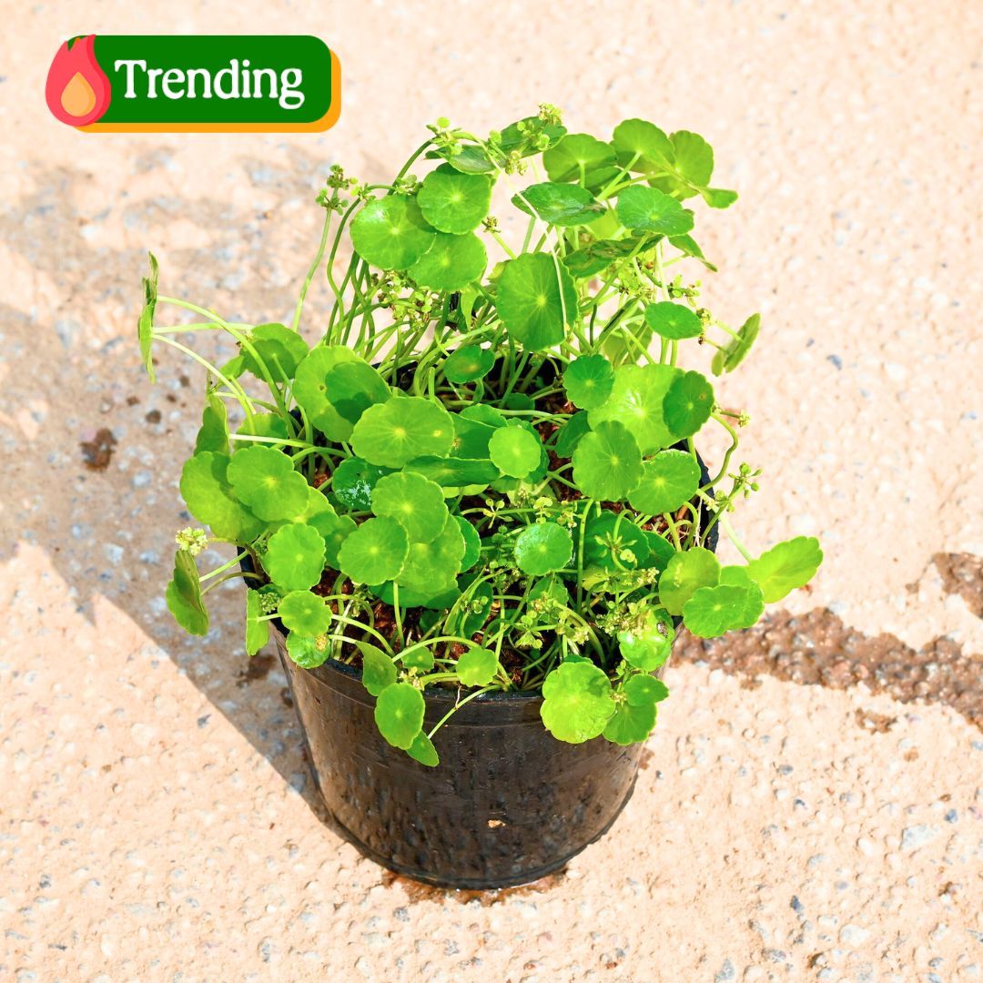 Brahmi Dollar / Pennywort / Coin Plant in 4 Inch Nursery Pot