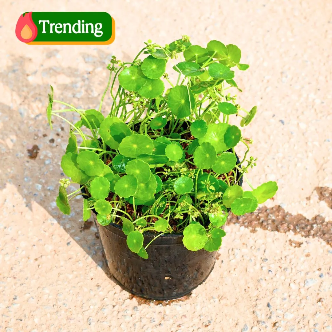 Brahmi Dollar / Pennywort / Coin Plant in 4 Inch Nursery Pot