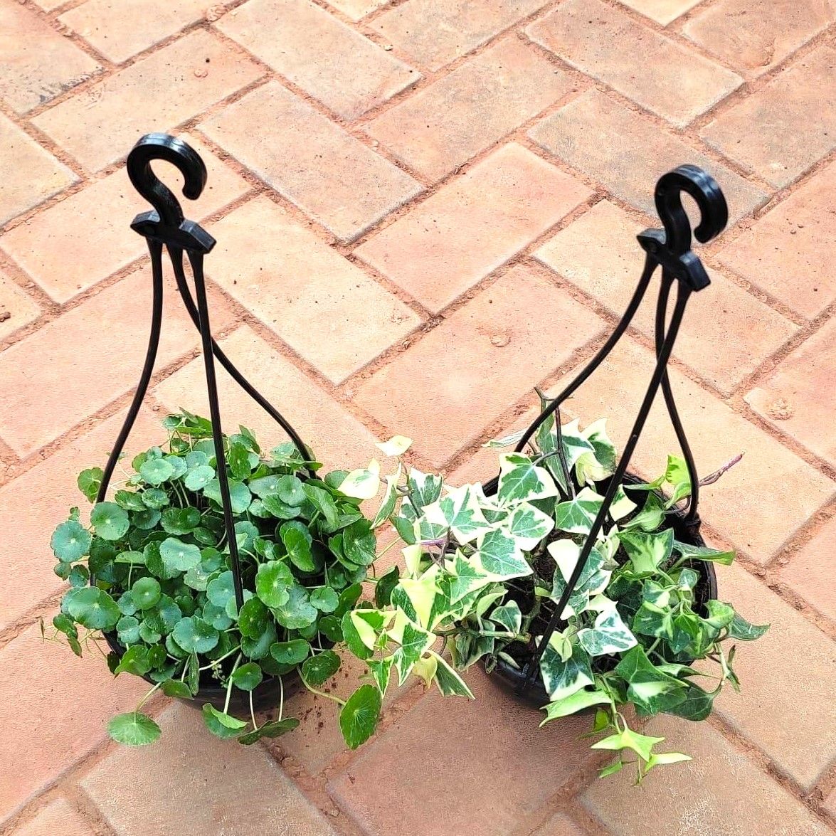 Set of 2 - Hanging Combo (Brahmi Dollar & English Ivy) in 5 Inch Hanging Basket