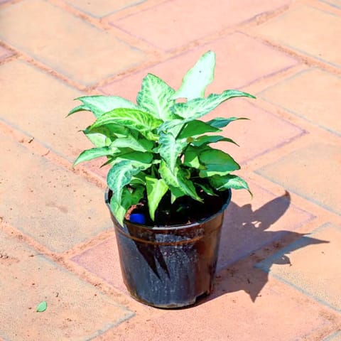 Syngonium in 4 Inch Nursery Pot