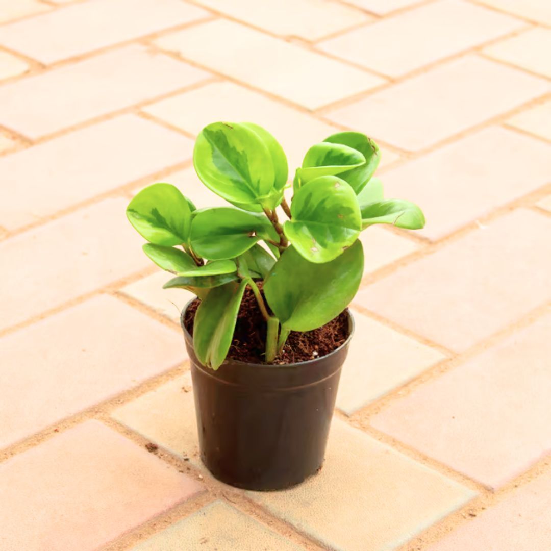 Peperomia / Radiator Plant Green in 4 Inch Nursery Pot