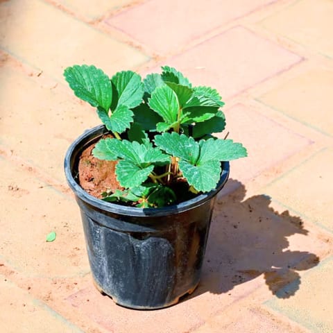 Strawberry in 5 Inch Nursery Pot