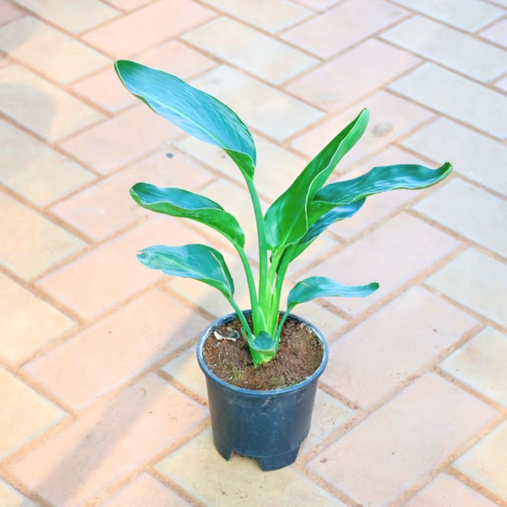Bird of Paradise ( ~ 1 Ft) in 5 Inch Nursery Pot Bird of Paradise ( ~ 1 Ft) in 5 Inch Nursery Pot