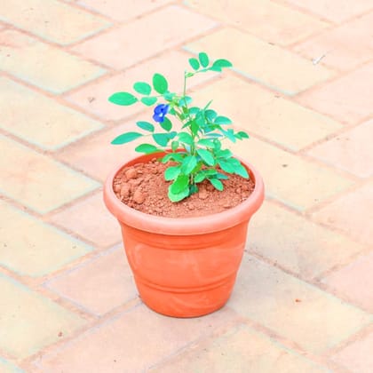 Aparajita / Asian Pigeonwings (any colour) in 7 Inch Classy Red Plastic Pot