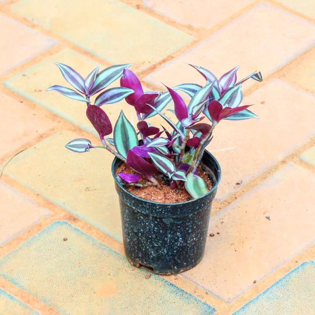 Wandering Jew in 4 Inch Nursery Pot Wandering Jew in 4 Inch Nursery Pot