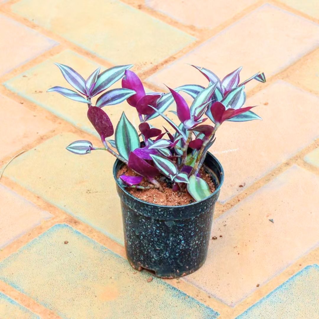 Wandering Jew in 4 Inch Nursery Pot