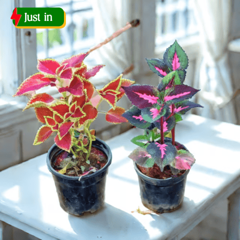 Set of 2 - Coleus (Any Colour) in 6 Inch Nursery Pot