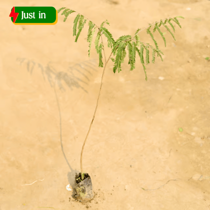 Amla / Indian Gooseberry in 4 Inch Nursery Bag