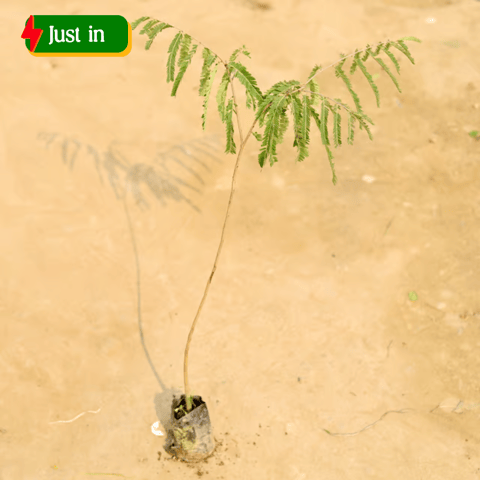 Amla / Indian Gooseberry in 4 Inch Nursery Bag