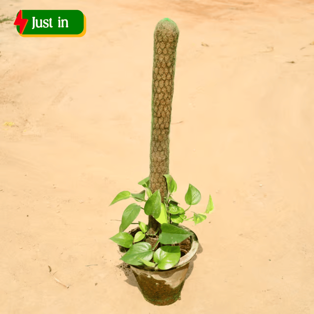 Money Plant (3 - 4 Ft) in 10 Inch Clay pot Money Plant (3 - 4 Ft) in 10 Inch Clay pot