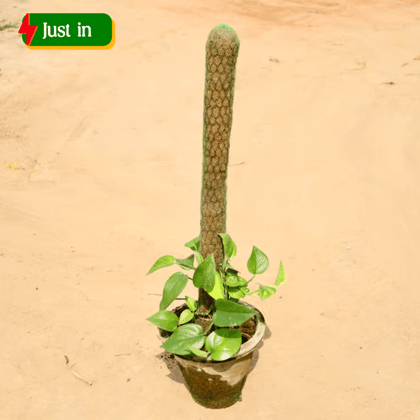 Money Plant (3 - 4 Ft) in 10 Inch Clay pot