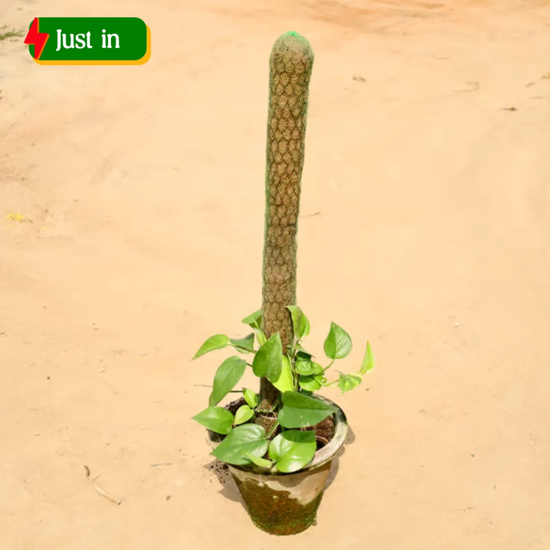 Money Plant (3 - 4 Ft) in 10 Inch Clay pot