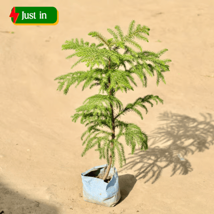 Araucaria / Christmas Tree in 4 Inch Nursery Bag