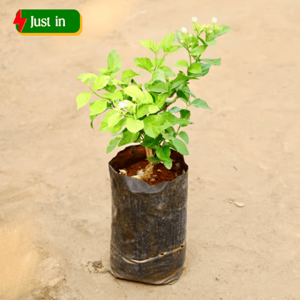 Motia / Jasmine in 6 Inch Nursery bag