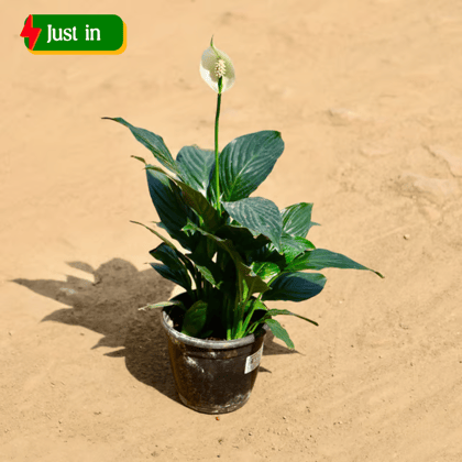 Peace Lily in 5 Inch Nursery Pot