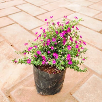 Free Gift - Cuphea / False Heather ( Any Colour) in 4 Inch Nursery Bag - Flash Sale