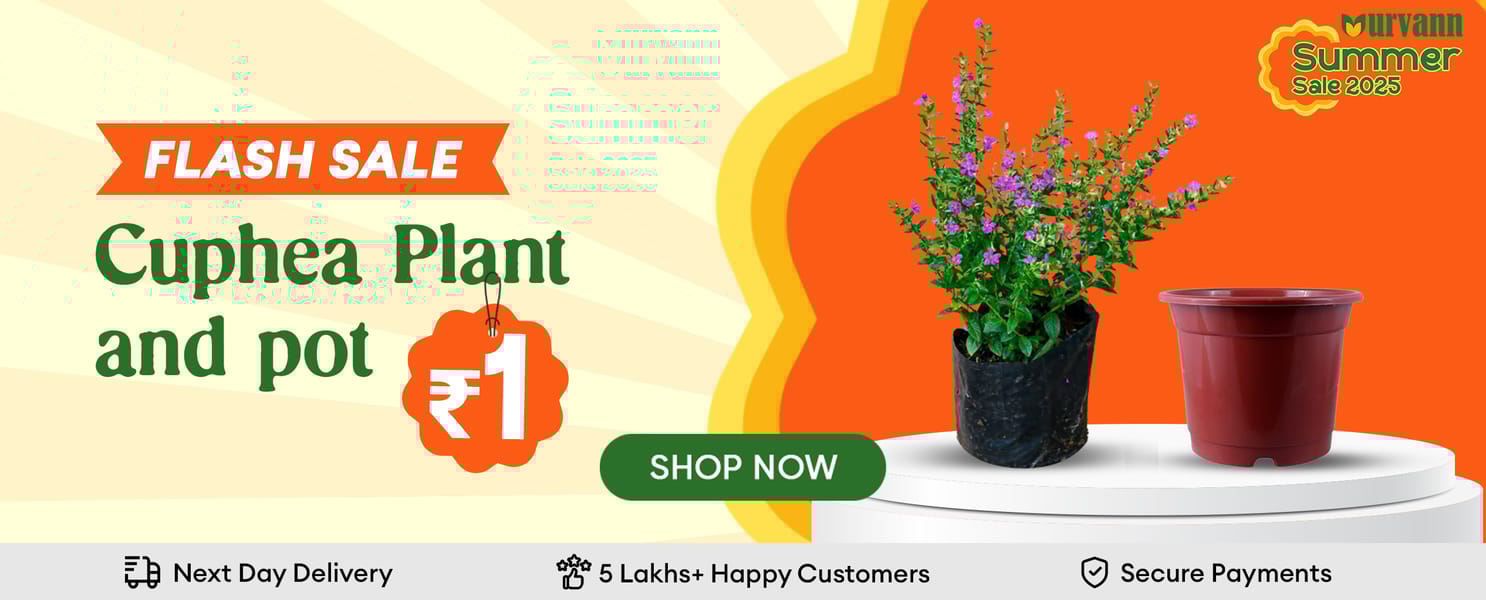 All plants