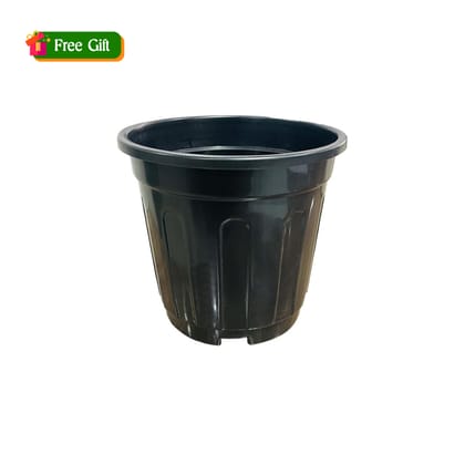 Free Gift - 6 Inch Black Super Nursery Pot - Flash Sale