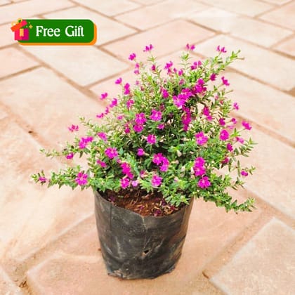 Free Gift - Cuphea / False Heather (any colour) in 4 inch Nursery Bag - Flash Sale