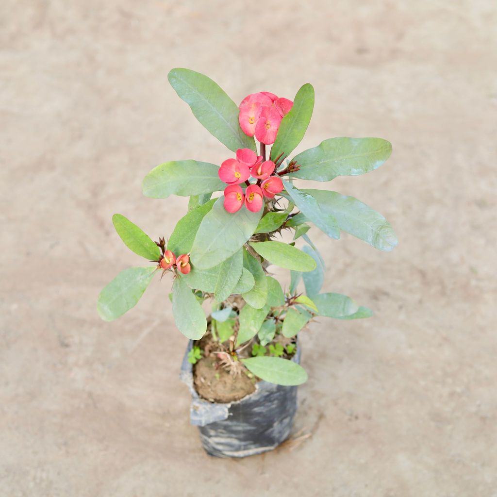Pink Euphorbia Milli in 4 Inch Nursery Bag