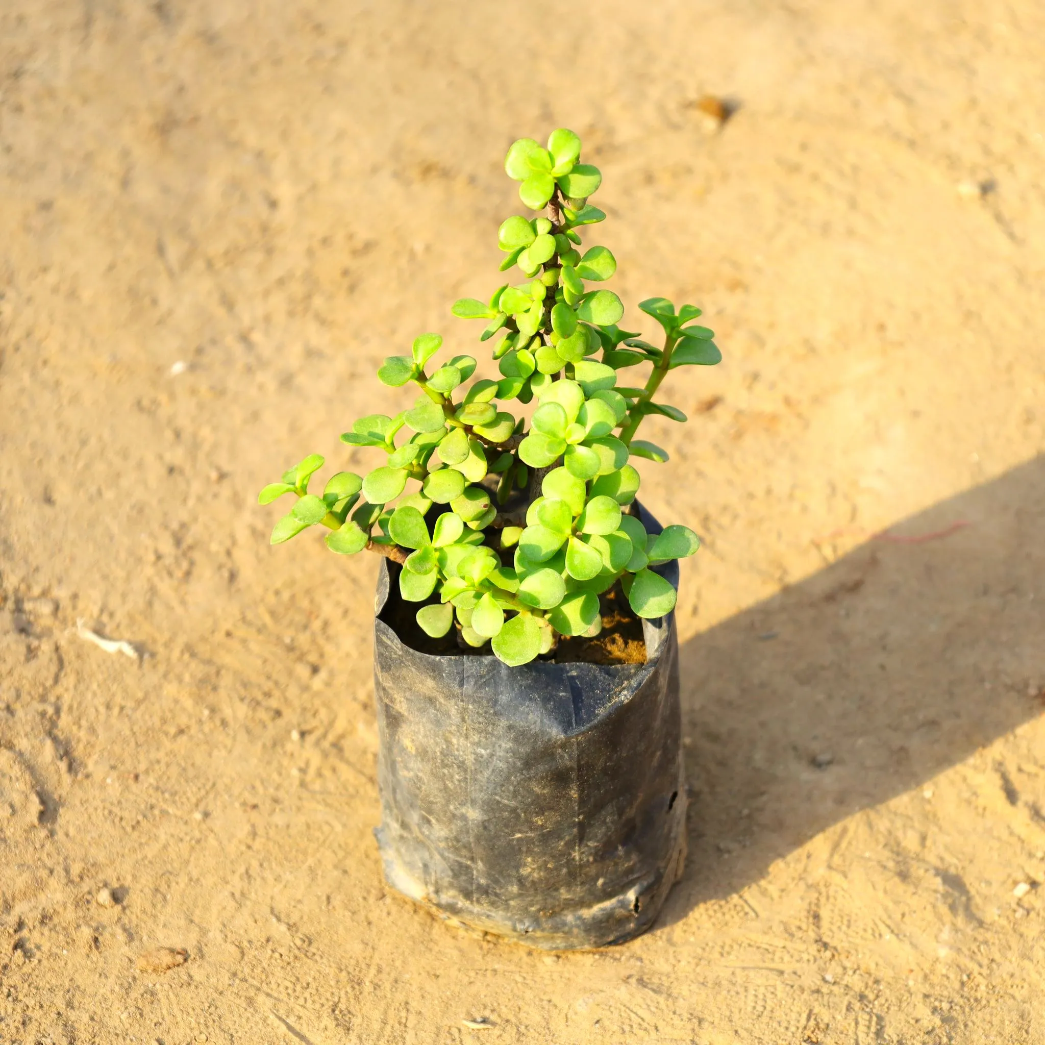 Lucky for Wealth Jade Plant in 4 Inch Nursery Bag
