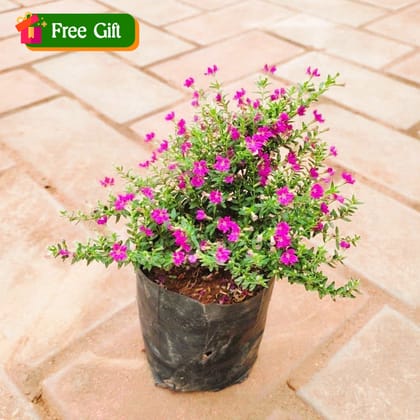 Free Gift - Cuphea / False Heather (any colour) in 4 Inch Nursery Bag - Flash Sale