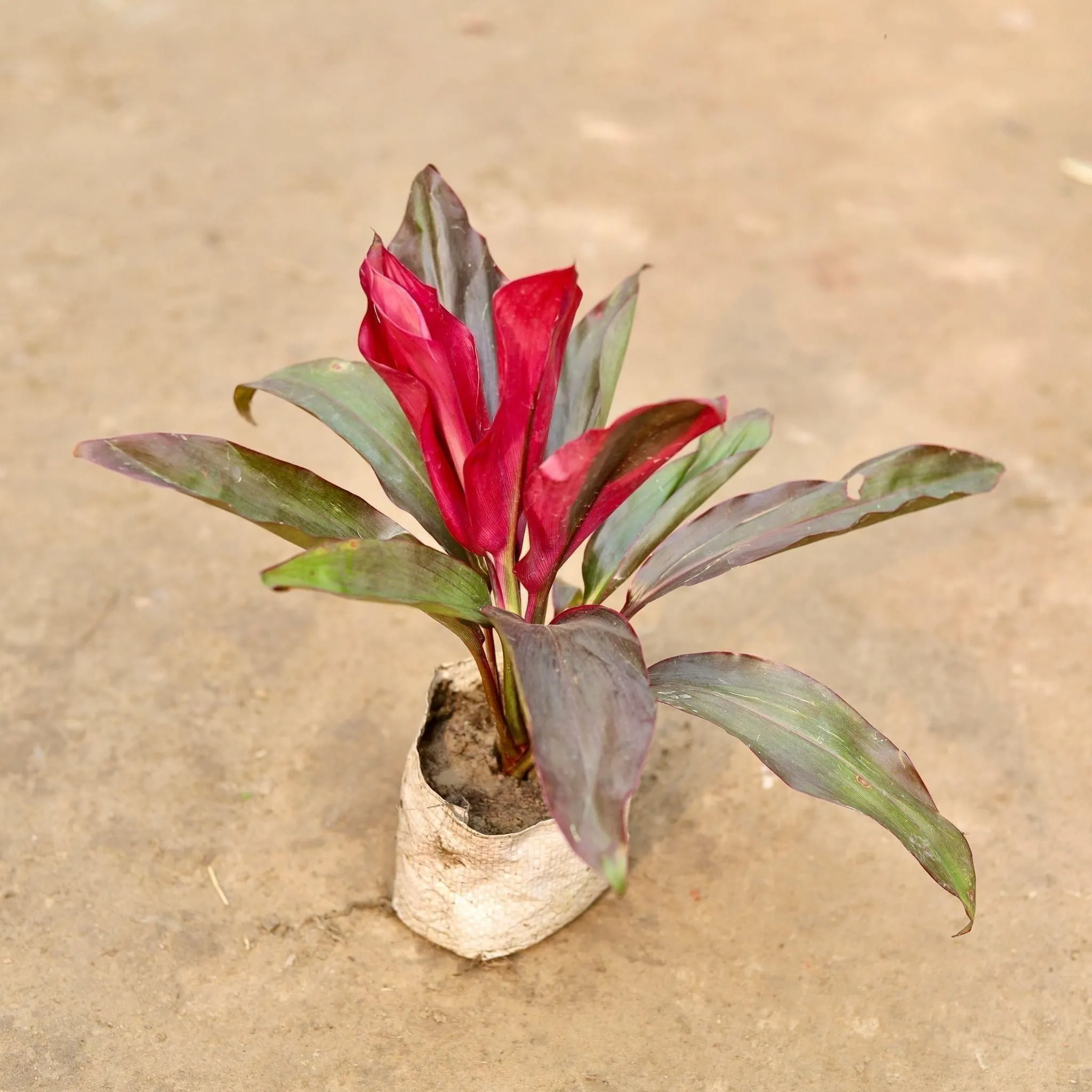 Air Purifying - Dracaena Rosea in 5 Inch Nursery Bag