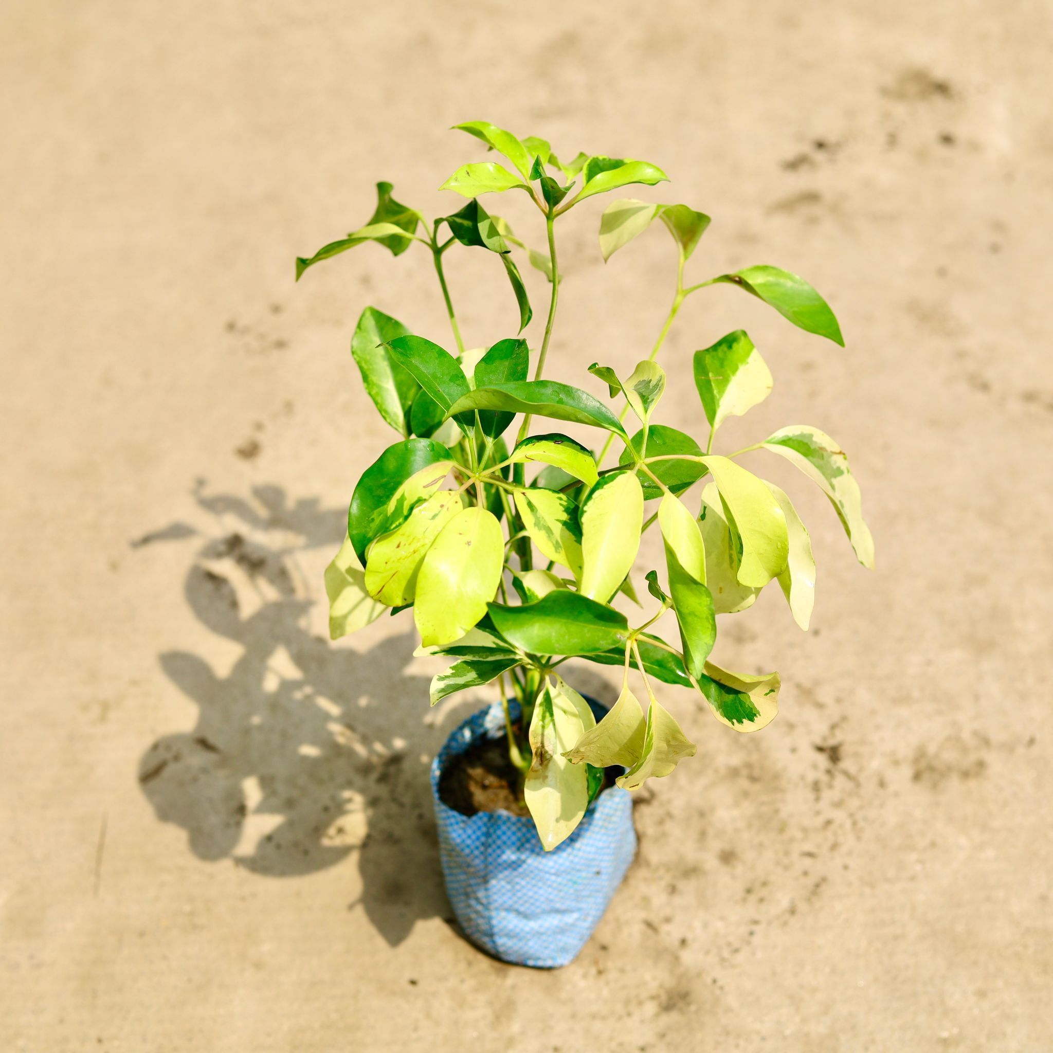 Schefflera Brassia in 4 Inch Nursery Bag