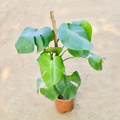 Monstera Deliciosa in 10 Inch Nursery Pot