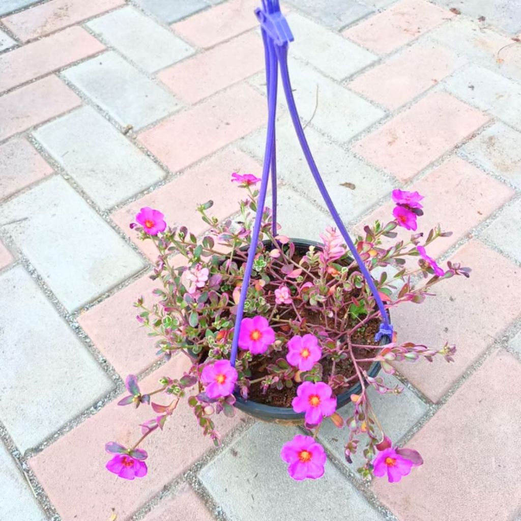 Portulaca (any colour) in 6 Inch Hanging basket