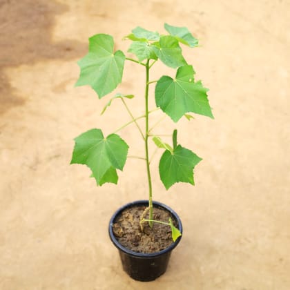 Sthal Kamal (Any Colour) in 8 Inch Nursery Pot